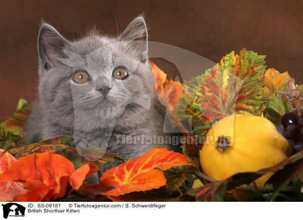 Britisch Kurzhaar Ktzchen / British Shorthair Kitten / SS-09181