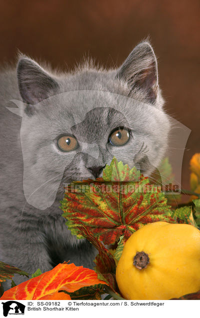 Britisch Kurzhaar Ktzchen / British Shorthair Kitten / SS-09182