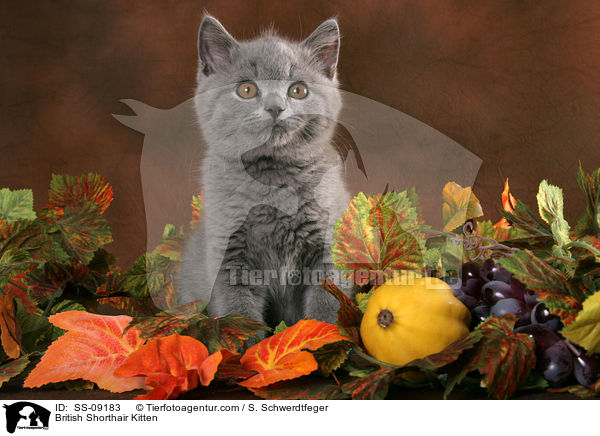 British Shorthair Kitten / SS-09183
