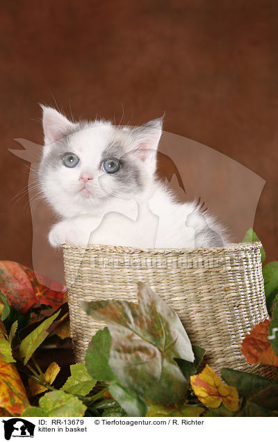 kitten in basket / RR-13679