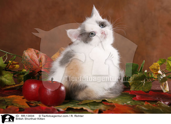 Britisch Kurzhaar Ktzchen / British Shorthair Kitten / RR-13694