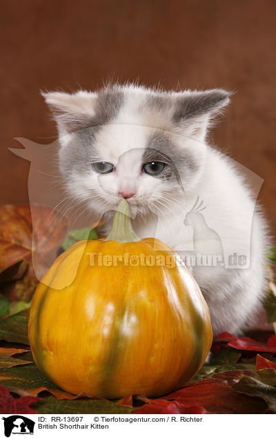Britisch Kurzhaar Ktzchen / British Shorthair Kitten / RR-13697