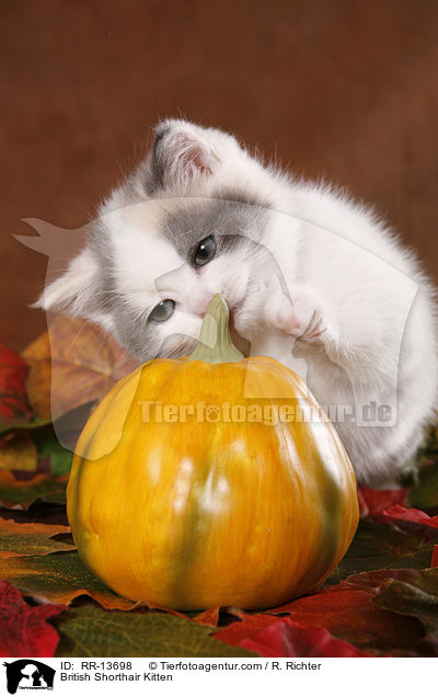 British Shorthair Kitten / RR-13698