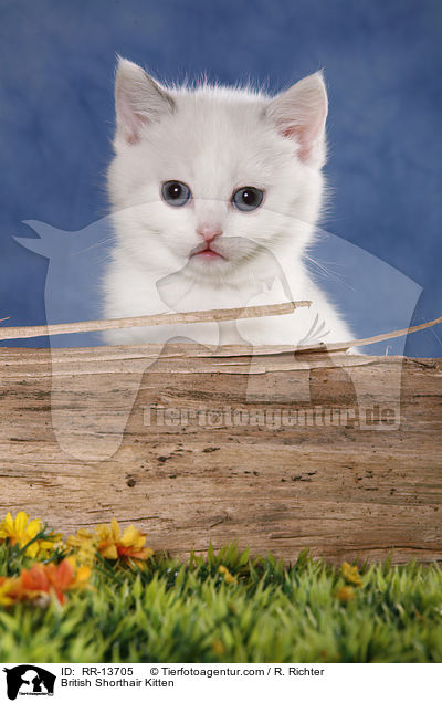 British Shorthair Kitten / RR-13705