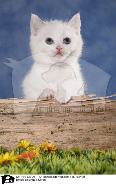 British Shorthair Kitten / RR-13706