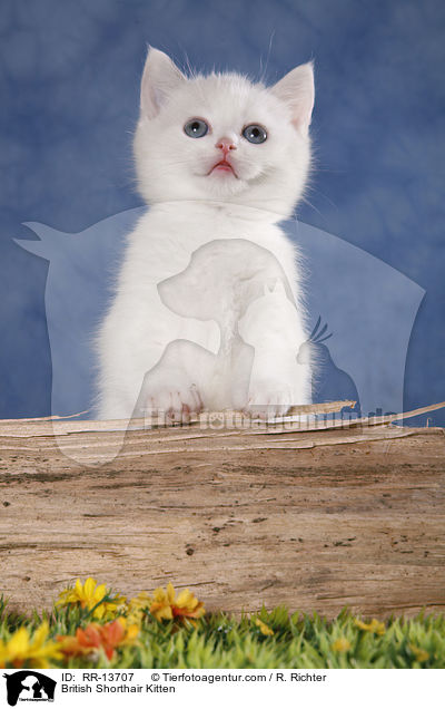 British Shorthair Kitten / RR-13707