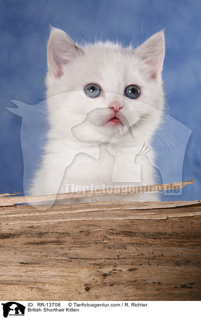 British Shorthair Kitten / RR-13708