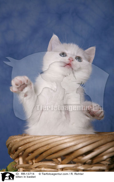 Britisch Kurzhaar im Krbchen / kitten in basket / RR-13714