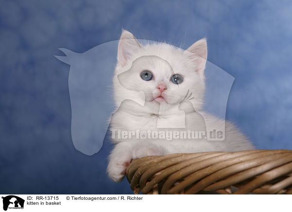 Britisch Kurzhaar im Krbchen / kitten in basket / RR-13715