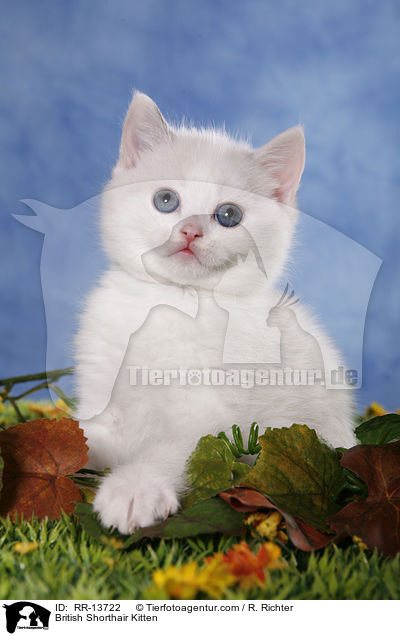 British Shorthair Kitten / RR-13722