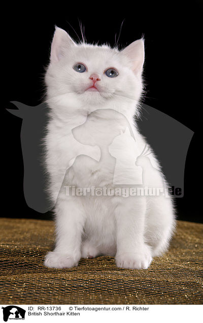 Britisch Kurzhaar Ktzchen / British Shorthair Kitten / RR-13736