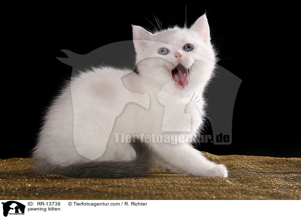 ghnendes Ktzchen / yawning kitten / RR-13738