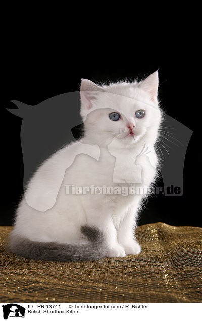 Britisch Kurzhaar Ktzchen / British Shorthair Kitten / RR-13741