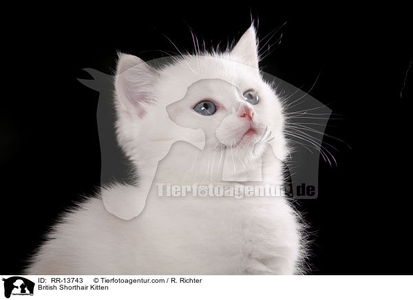 Britisch Kurzhaar Ktzchen / British Shorthair Kitten / RR-13743