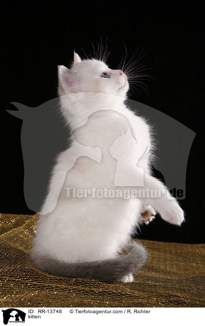 kitten / RR-13748
