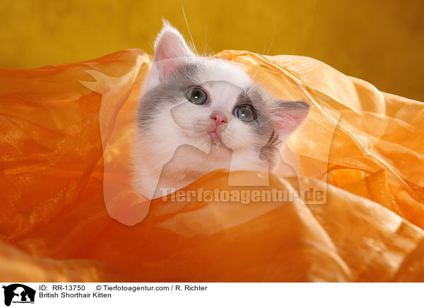 British Shorthair Kitten / RR-13750