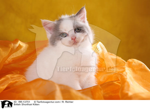 British Shorthair Kitten / RR-13751