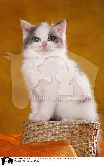 British Shorthair Kitten / RR-13755