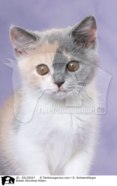 British Shorthair Kitten / SS-09241
