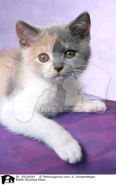British Shorthair Kitten / SS-09243