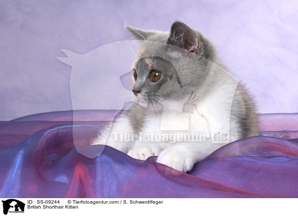 British Shorthair Kitten / SS-09244