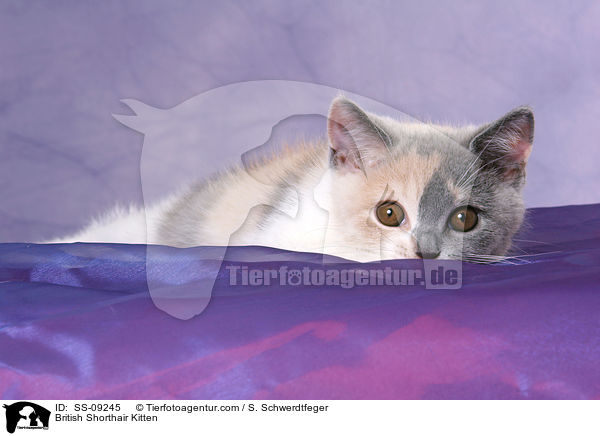 British Shorthair Kitten / SS-09245