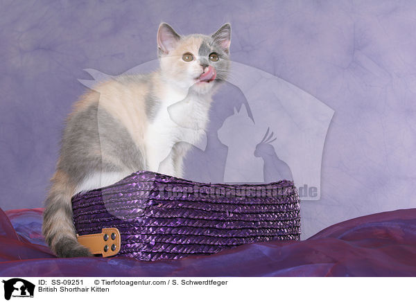 British Shorthair Kitten / SS-09251