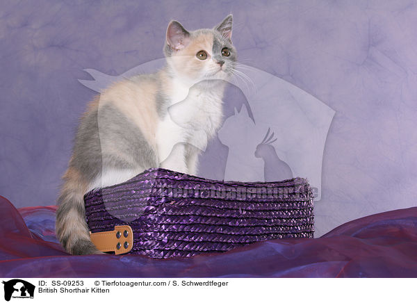 British Shorthair Kitten / SS-09253