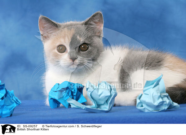 British Shorthair Kitten / SS-09257
