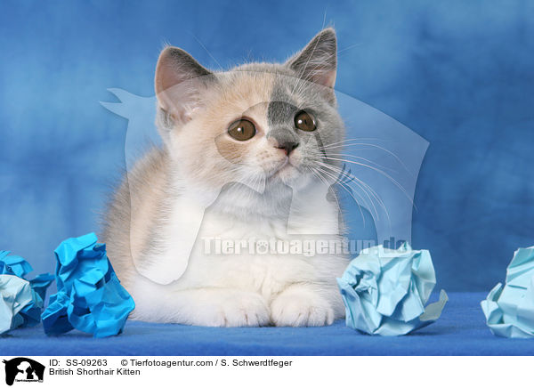 British Shorthair Kitten / SS-09263