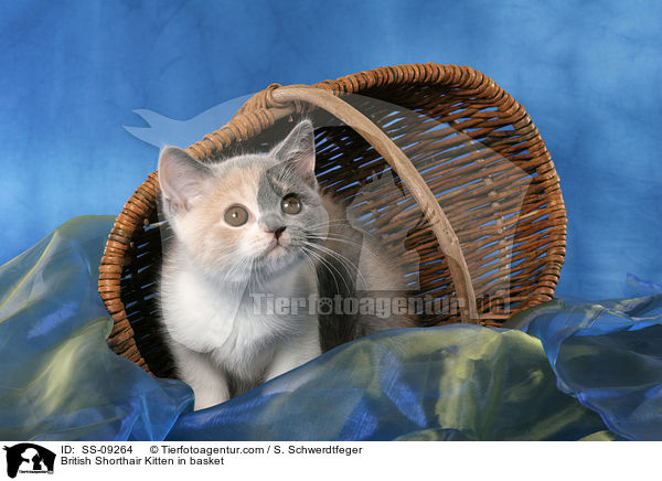 British Shorthair Kitten in basket / SS-09264