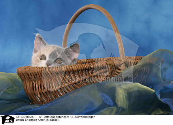British Shorthair Kitten in basket / SS-09267