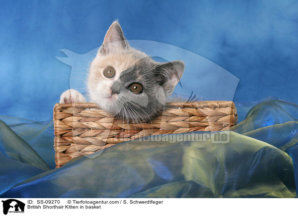 British Shorthair Kitten in basket / SS-09270