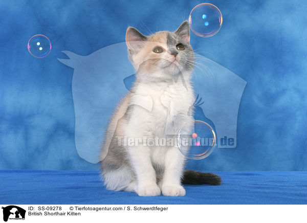 Britisch Kurzhaar Ktzchen / British Shorthair Kitten / SS-09278
