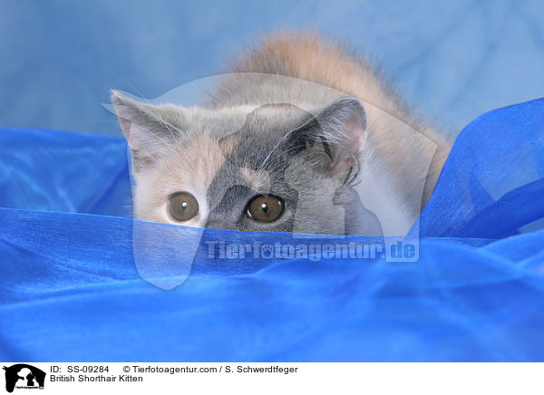 Britisch Kurzhaar Ktzchen / British Shorthair Kitten / SS-09284