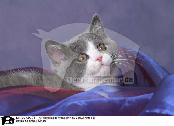 Britisch Kurzhaar Ktzchen / British Shorthair Kitten / SS-09294