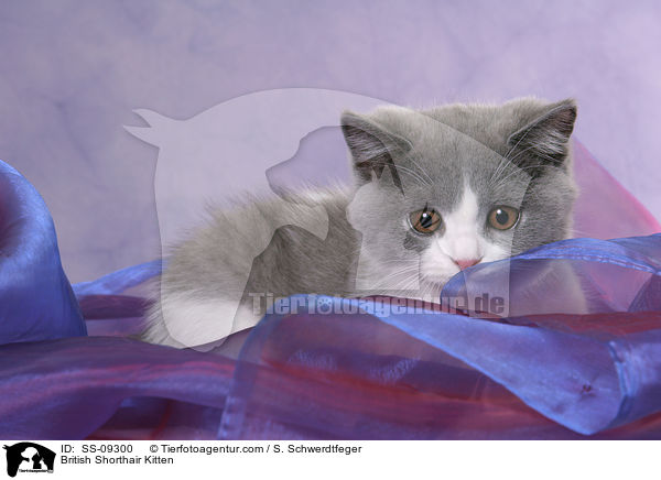 British Shorthair Kitten / SS-09300