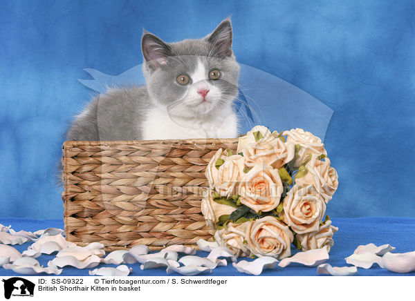 Britisch Kurzhaar Ktzchen in Krbchen / British Shorthair Kitten in basket / SS-09322