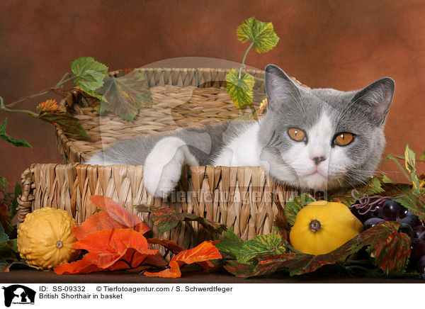 Britisch Kurzhaar im Krbchen / British Shorthair in basket / SS-09332
