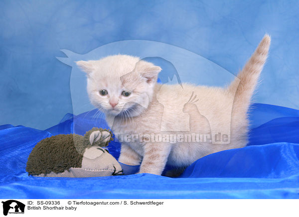 Britisch Kurzhaar Baby / British Shorthair baby / SS-09336