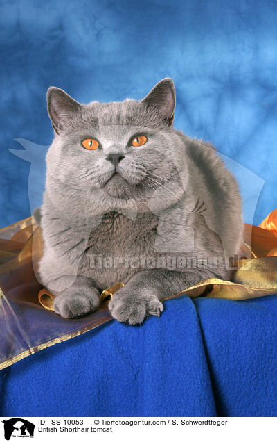 Britisch Kurzhaar Kater / British Shorthair tomcat / SS-10053