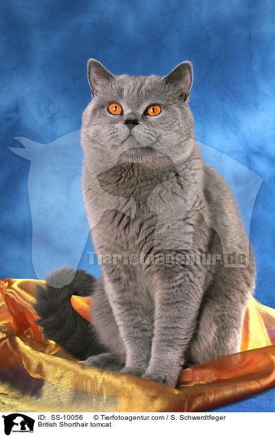 Britisch Kurzhaar Kater / British Shorthair tomcat / SS-10056