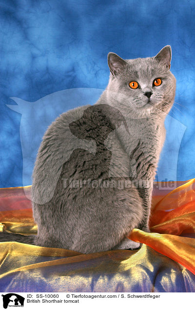 Britisch Kurzhaar Kater / British Shorthair tomcat / SS-10060