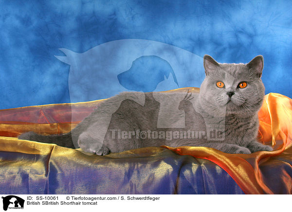 Britisch Kurzhaar Kater / British SBritish Shorthair tomcat / SS-10061