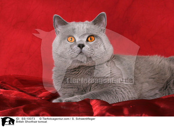 Britisch Kurzhaar Kater / British Shorthair tomcat / SS-10073