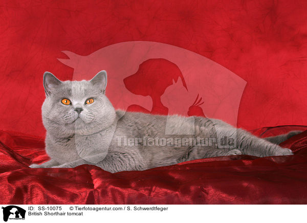 Britisch Kurzhaar Kater / British Shorthair tomcat / SS-10075