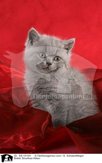 Britisch Kurzhaar Ktzchen / British Shorthair Kitten / SS-10104