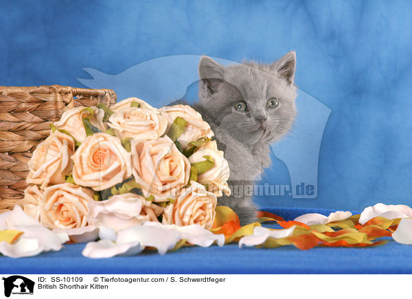 Britisch Kurzhaar Ktzchen / British Shorthair Kitten / SS-10109