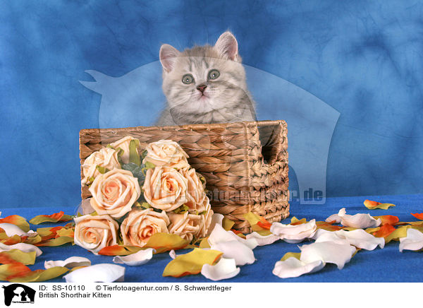 Britisch Kurzhaar Ktzchen / British Shorthair Kitten / SS-10110