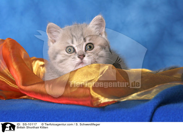 Britisch Kurzhaar Ktzchen / British Shorthair Kitten / SS-10117